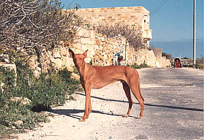 Kelb tal-Fenek in einer Dorfstrasse auf Gozo